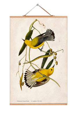 John James Audubon Poster eicie EINZELSTÜCK